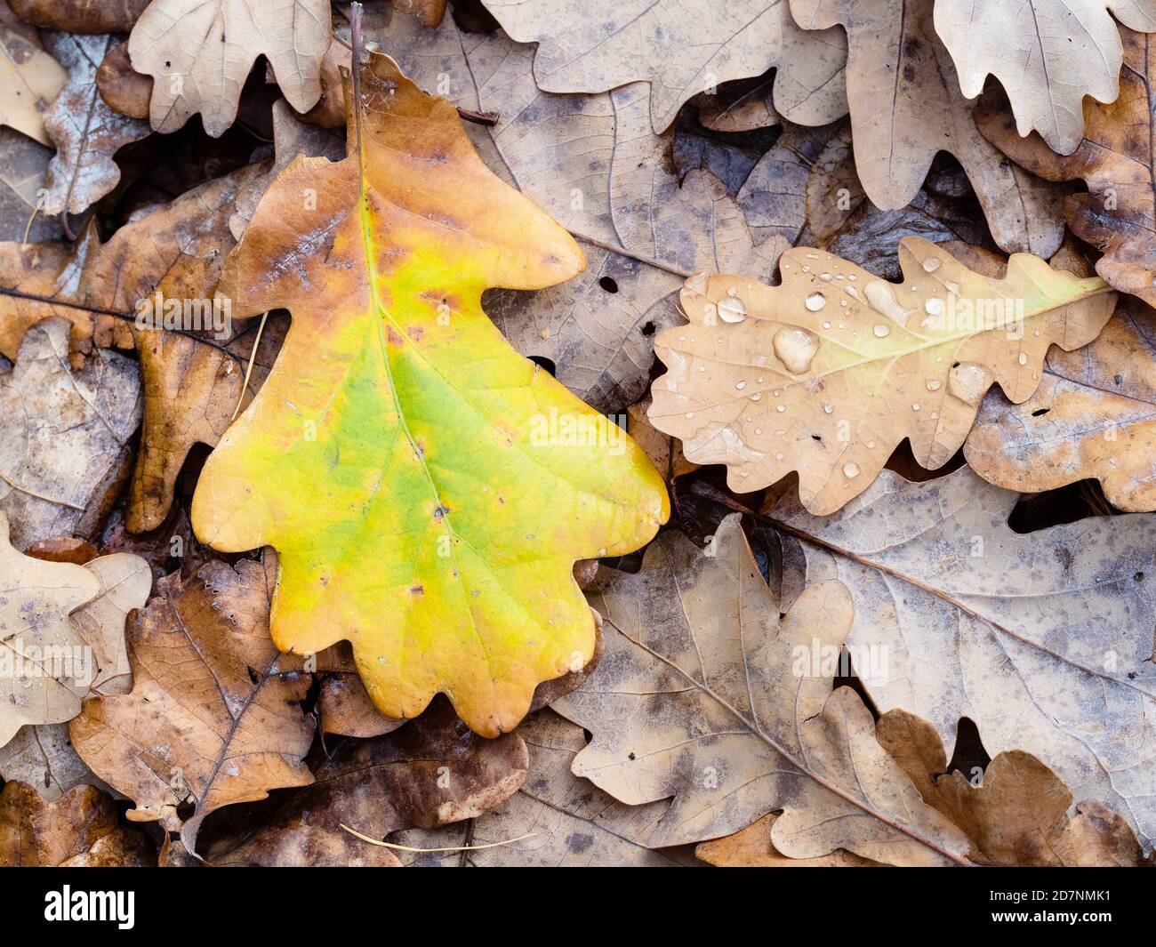 Draufsicht auf nasses farbenprächtiges gefallenes Eichenblatt aus nächster Nähe Auf der Wiese im Wald am regnerischen Herbsttag Stockfoto