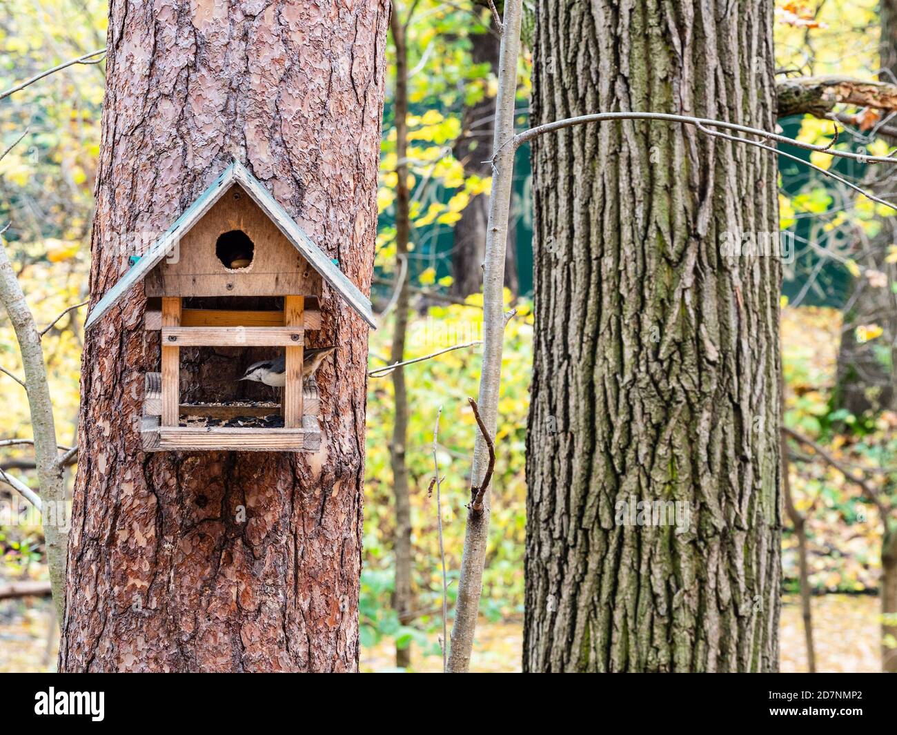 Nuthatch Vogel in alten handgefertigten Holzfutterhäuschen auf Kiefer Stamm im Stadtpark am Herbsttag Stockfoto