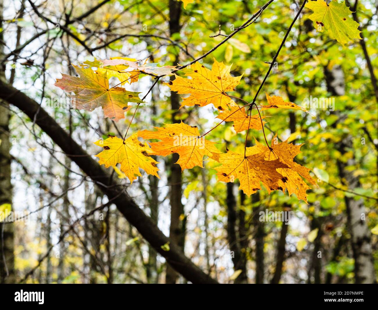 Ahornzweig mit bunten Blättern im Stadtpark Am regnerischen Herbsttag (Fokus auf Blätter im Vordergrund) Stockfoto