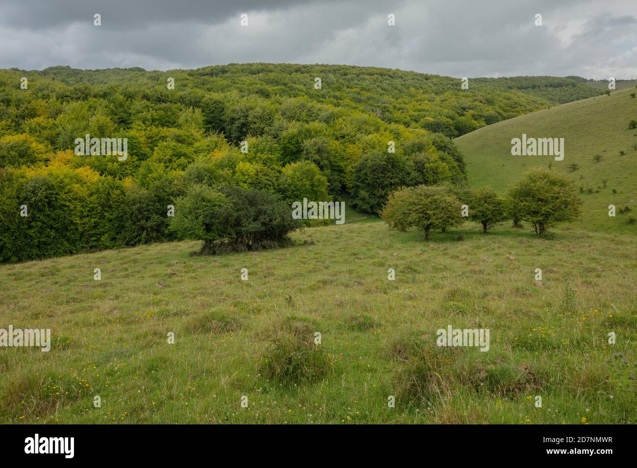 Kreidegrasland mit Gestrüpp auf Melbury Down, Dorset, mit Melbury Wood dahinter. Stockfoto