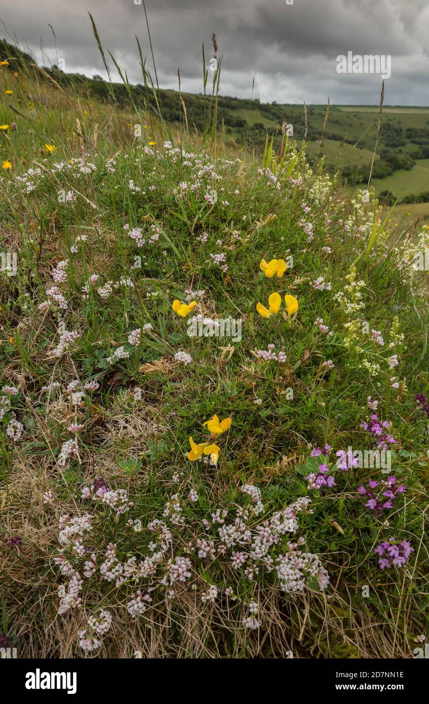 Alter Anthill in artenreichem Kreidegrasland, bedeckt mit Blumen. Melbury Down, Dorset. Squinancywort, Vogel-Fuß-Trefoil, Wild Thymian etc. Stockfoto