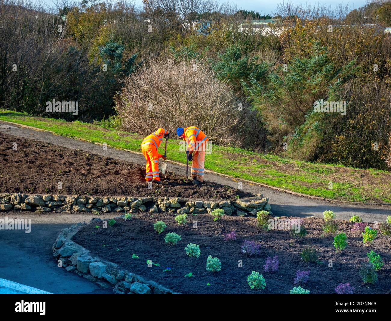 Das Team der örtlichen Behörden aus Parks und Gärten bereitet Blumenbeete vor Für die Herbstbepflanzung in öffentlichen Gärten Saltburn am Meer North Yorkshire England Großbritannien Stockfoto