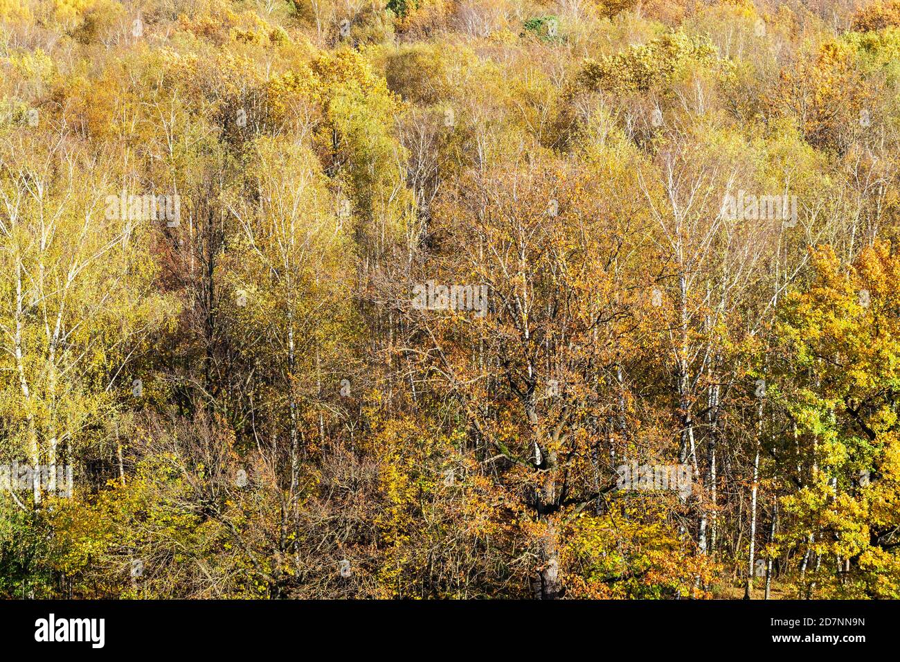 Blick über den bunten Laubwald am sonnigen Herbsttag Stockfoto