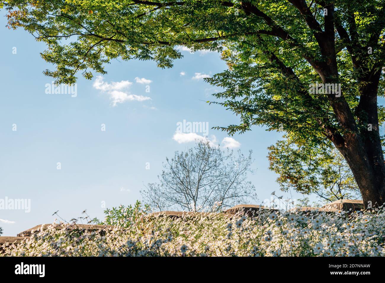 Namsan Park. Wildblumenfeld mit grünen Bäumen in Seoul, Korea Stockfoto