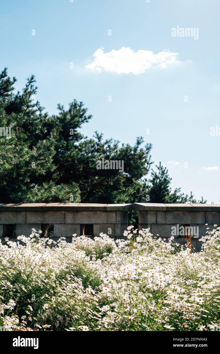 Namsan Park. Wildblumenfeld mit grünen Bäumen in Seoul, Korea Stockfoto
