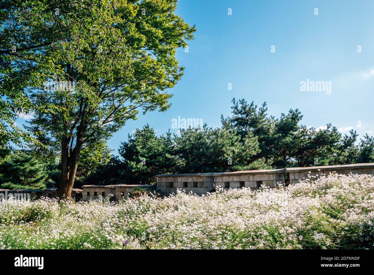 Namsan Park. Wildblumenfeld mit grünen Bäumen in Seoul, Korea Stockfoto