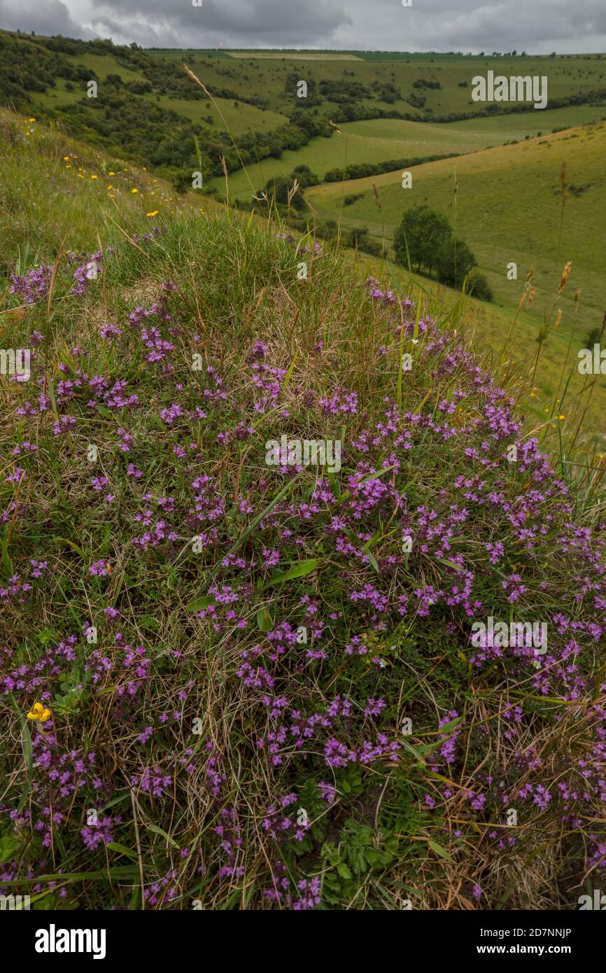 Alter Anthill in artenreichem Kreidegrasland, bedeckt mit Blumen. Melbury, Dorset. Stockfoto