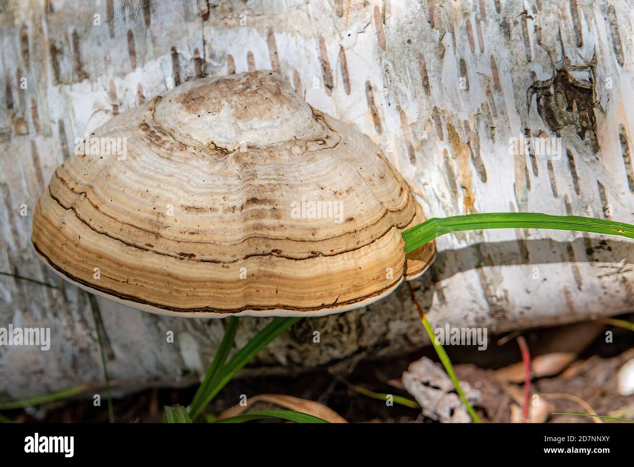 Ein geschichteter Pilz auf der Seite einer gefallenen Birke. Ein Grashalm wächst durch die Seite. Stockfoto