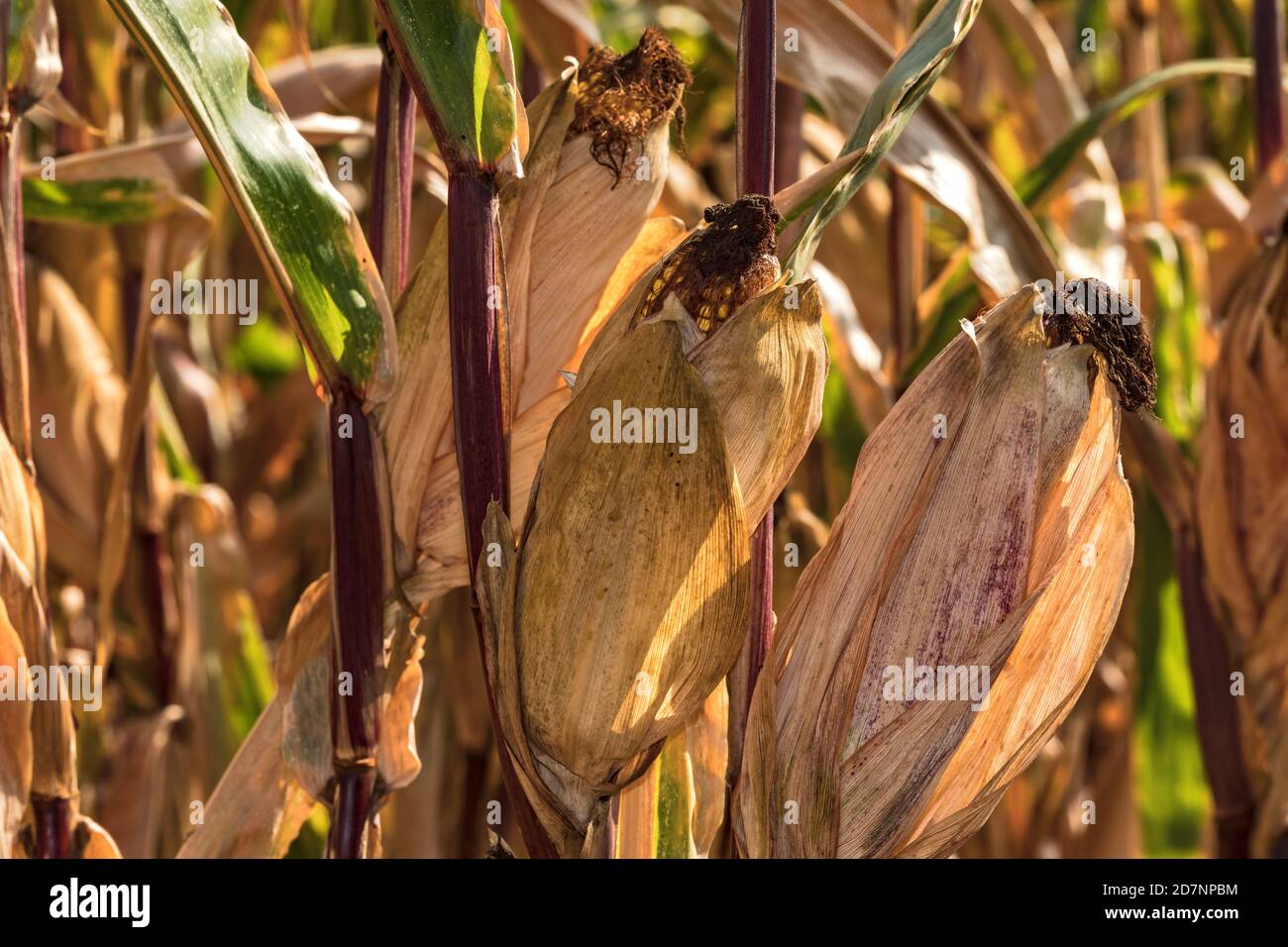 In Deutschland ist die Maisernte nach dem heißen Sommer und der Dürre schwierig Stockfoto