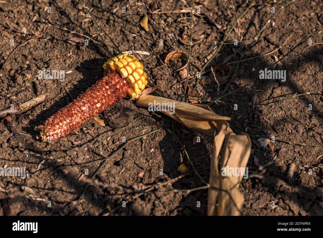 Kranke Mais auf dem Cob in einem trockenen Feld in Deutschland Stockfoto