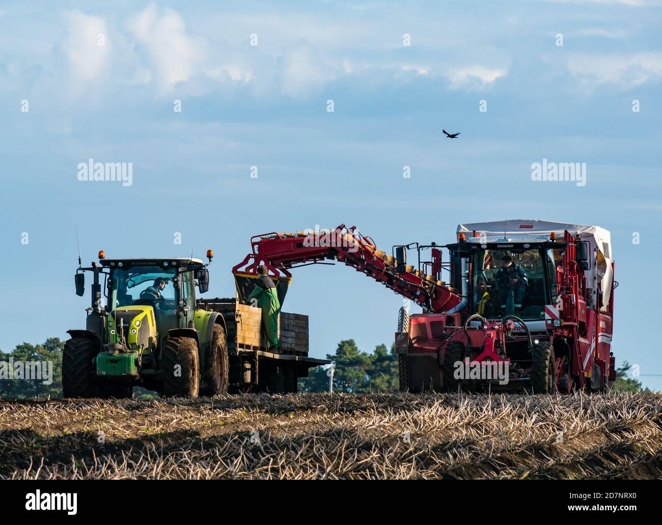 Selbstfahrender Grimme-Kartoffelernter in der Kartoffelernte Kisten auf Traktoranhänger füllen, Luffness Mains Farm, East Lothian, Schottland, Großbritannien Stockfoto
