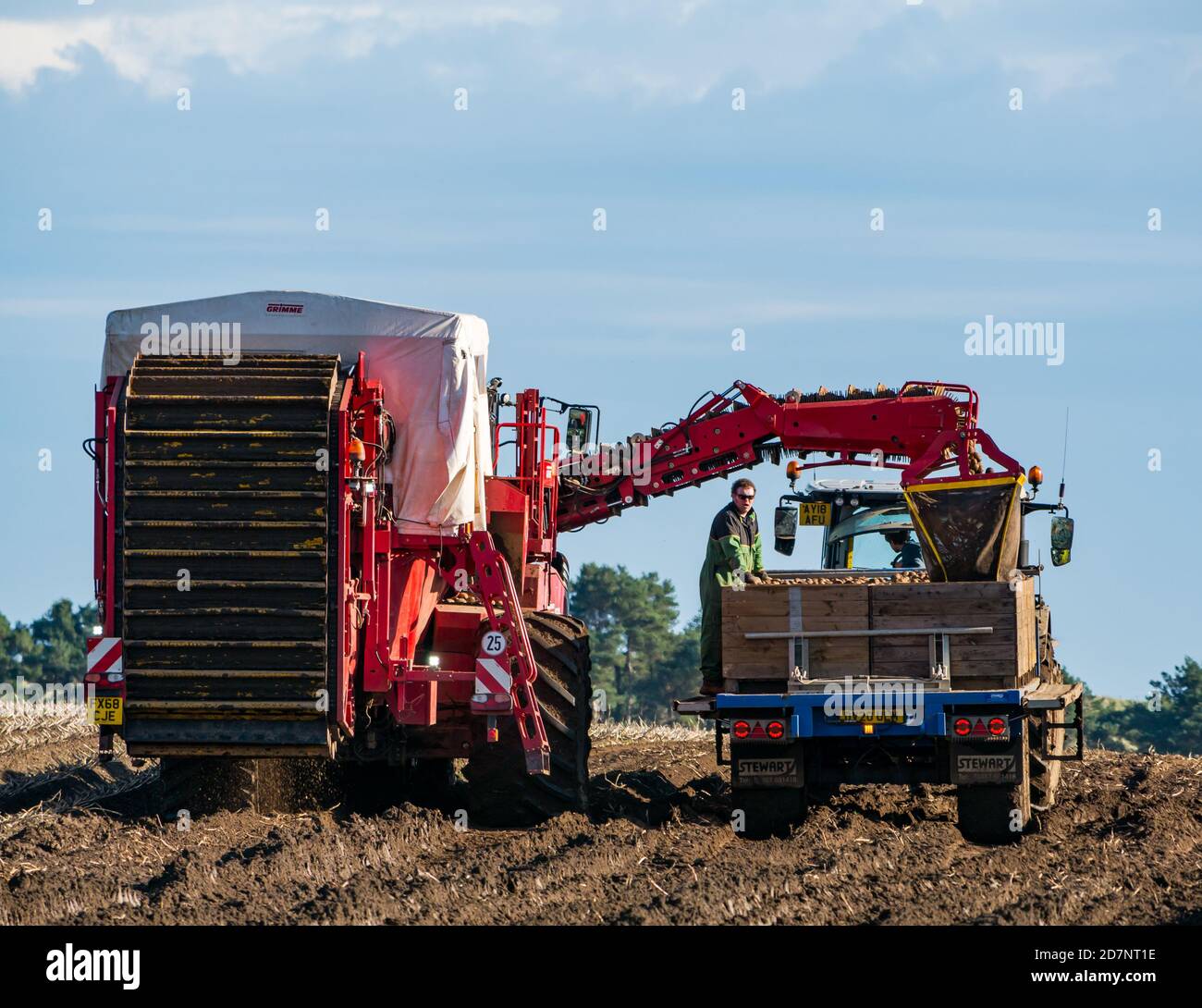 Selbstfahrender Grimme-Kartoffelernter in der Kartoffelernte Kisten auf Traktoranhänger füllen, Luffness Mains Farm, East Lothian, Schottland, Großbritannien Stockfoto