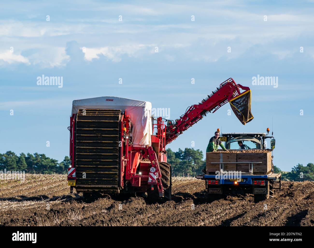 Selbstfahrender Grimme-Kartoffelernter in der Kartoffelernte Kisten auf Traktoranhänger füllen, Luffness Mains Farm, East Lothian, Schottland, Großbritannien Stockfoto