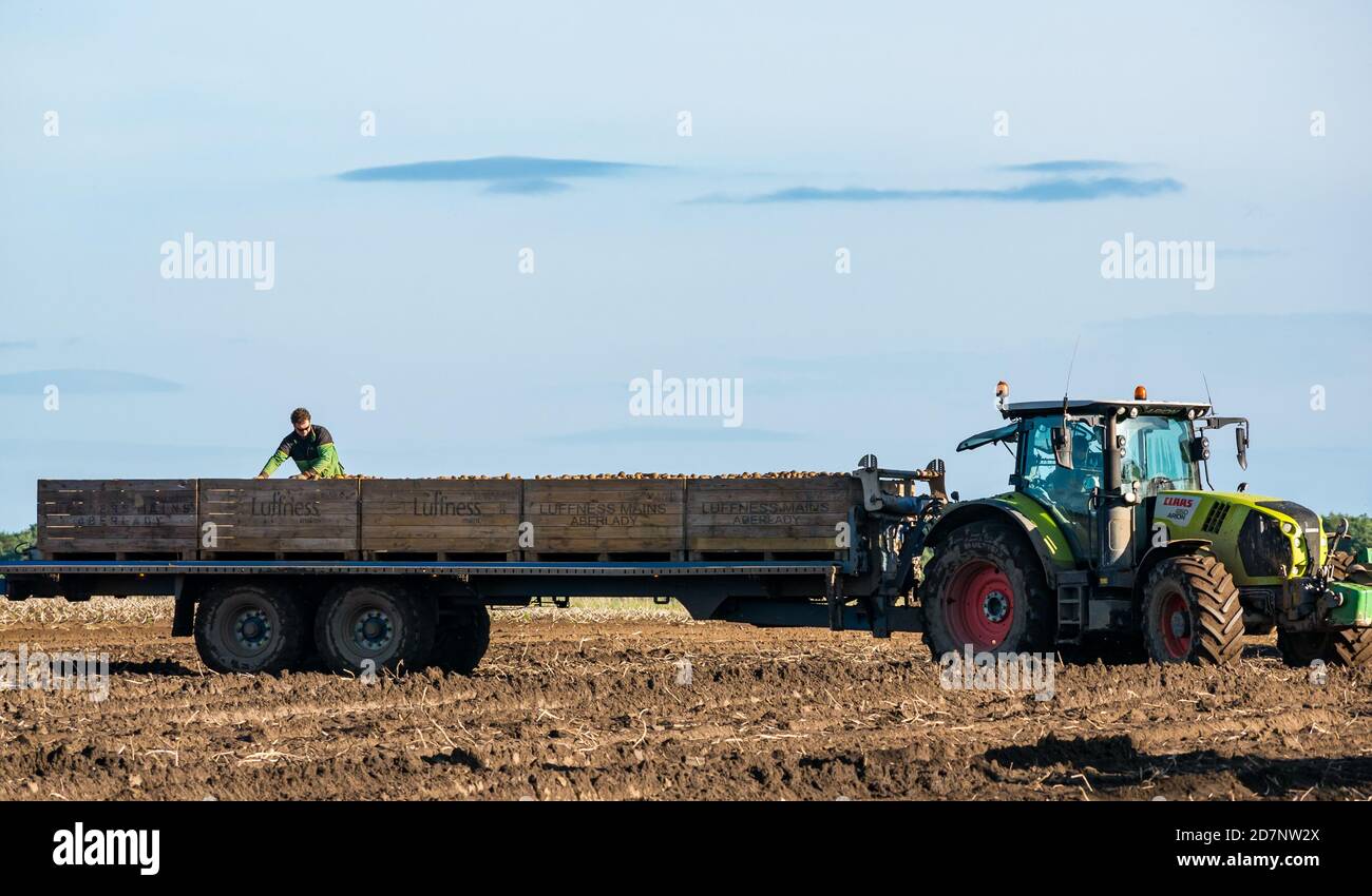 Traktor mit Anhänger von Kartoffelkisten und Arbeiter in der Kartoffelernte, Luffness Hauptfarm, East Lothian, Schottland, Großbritannien Stockfoto