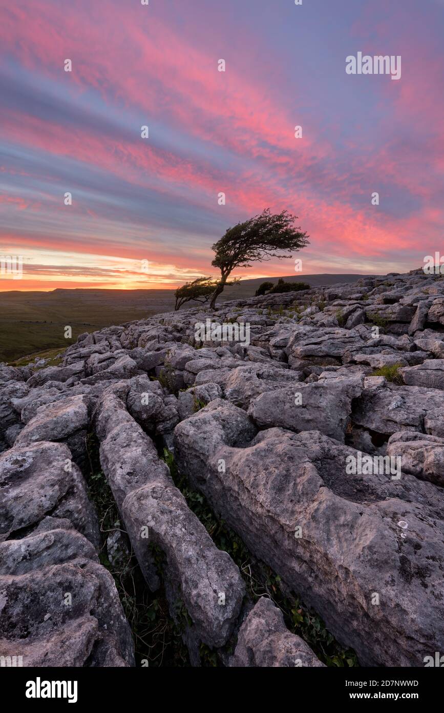 Schöner Sonnenuntergang Himmel über einenBaum mit Felsen im Vordergrund. Aufgenommen in Yorkshire Dales, Großbritannien. Stockfoto