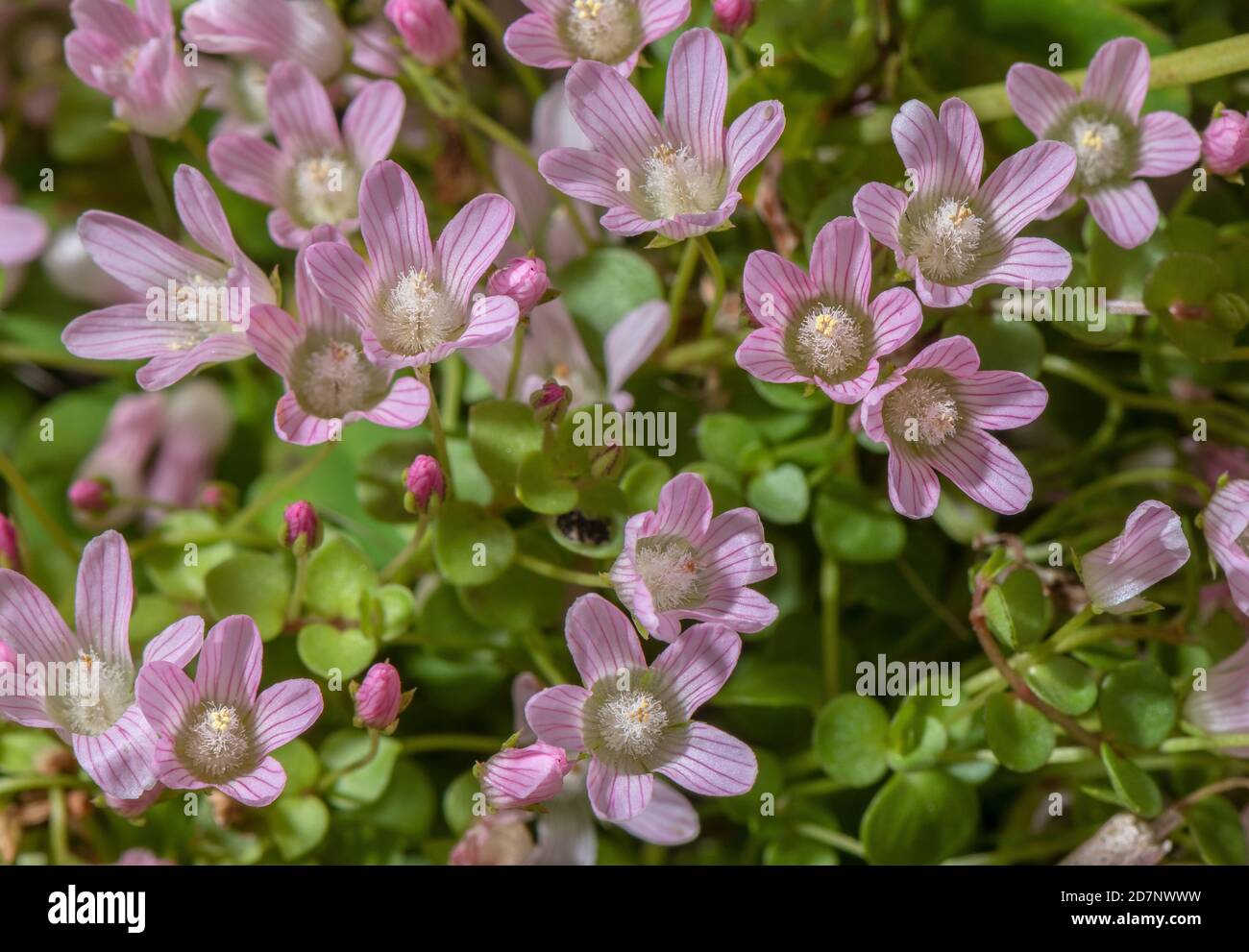 Moor pimpernel, Anagallis tenella, blühend stark im feuchten sauren Grasland. Stockfoto