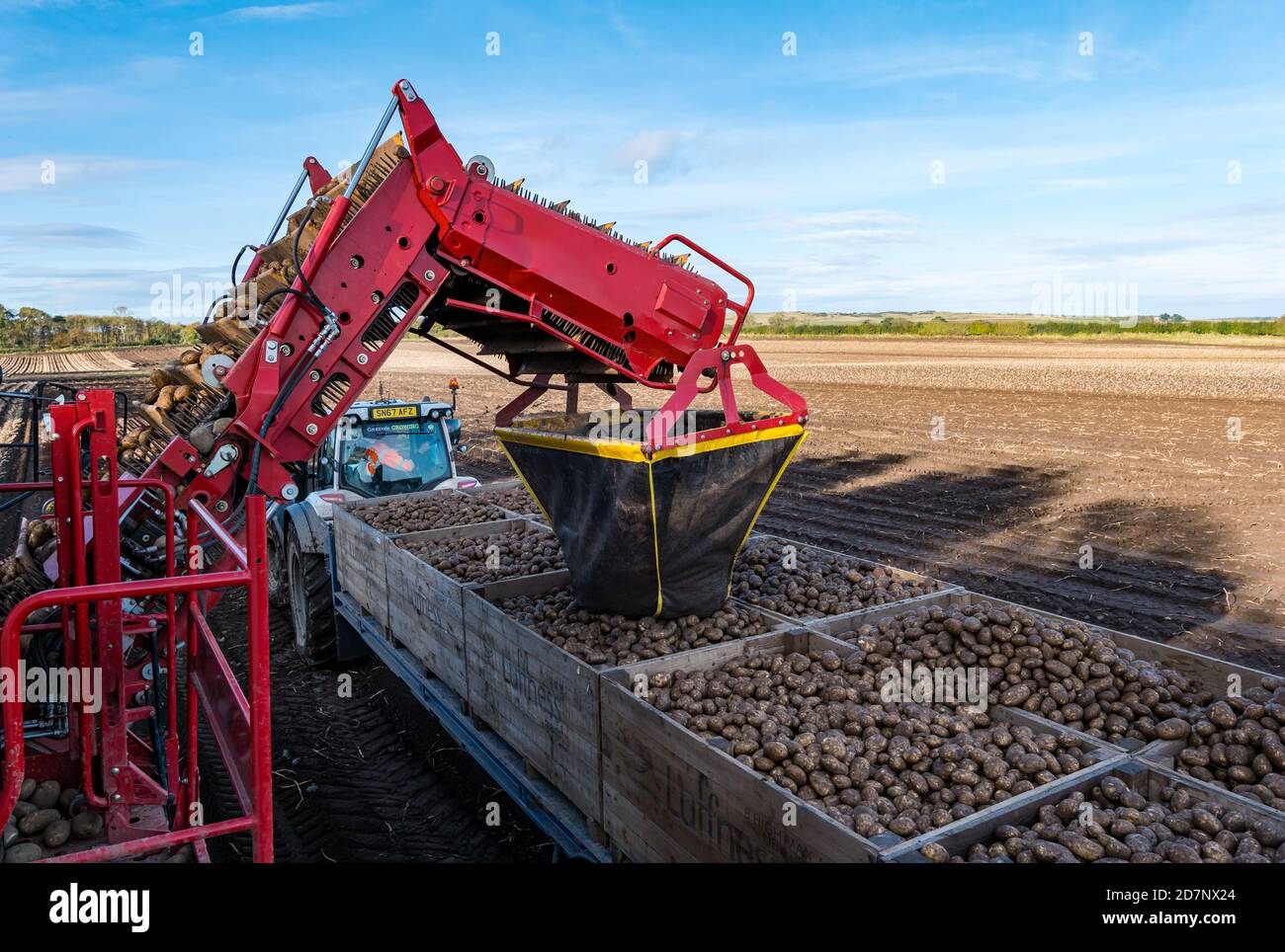 Füllen von Kartoffelkisten bei der Kartoffelernte, Luffness Mains Farm, East Lothian, Schottland, Großbritannien Stockfoto