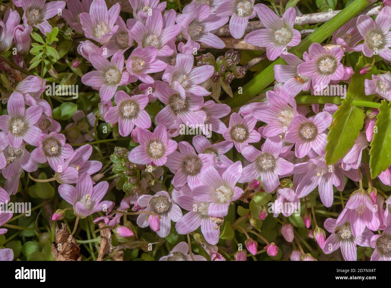 Moor pimpernel, Anagallis tenella, blühend stark im feuchten sauren Grasland. Stockfoto