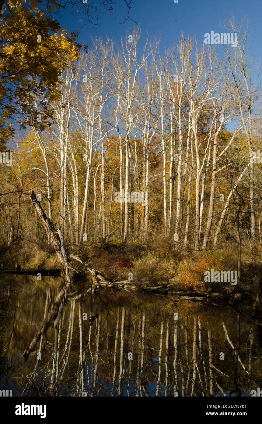 Entlang des Towpath Trail im Cuyahoga Valley National Park Im Herbst Stockfoto