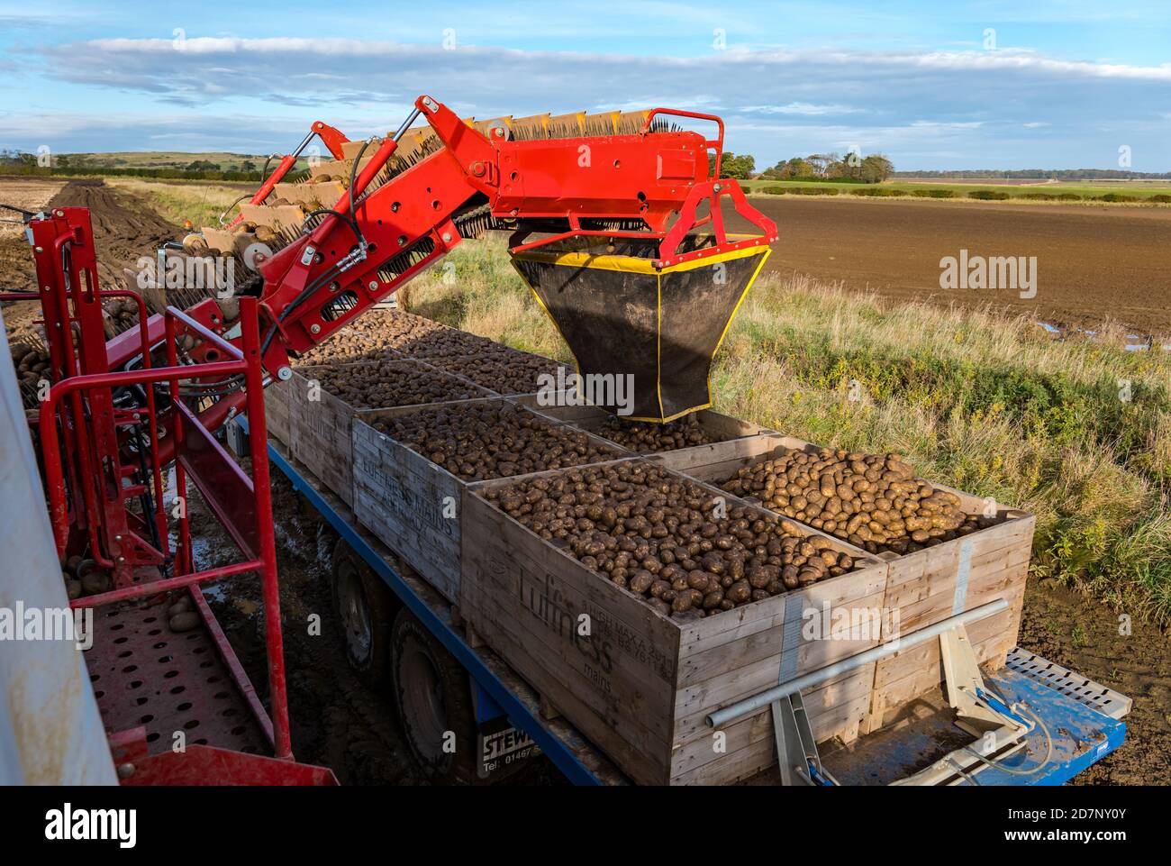 Füllen von Kartoffelkisten bei der Kartoffelernte, Luffness Mains Farm, East Lothian, Schottland, Großbritannien Stockfoto