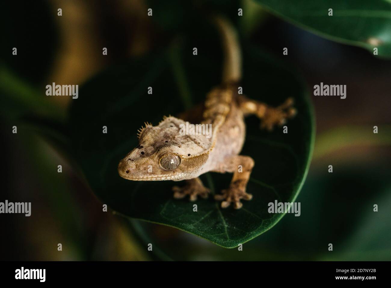 Tönung Haubengecko auf grünem Blatt Stockfoto