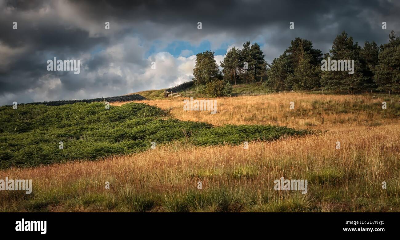 Bäume, Gräser und Hügel bei Dovestone, am Stausee, Peak District National Park. Stockfoto