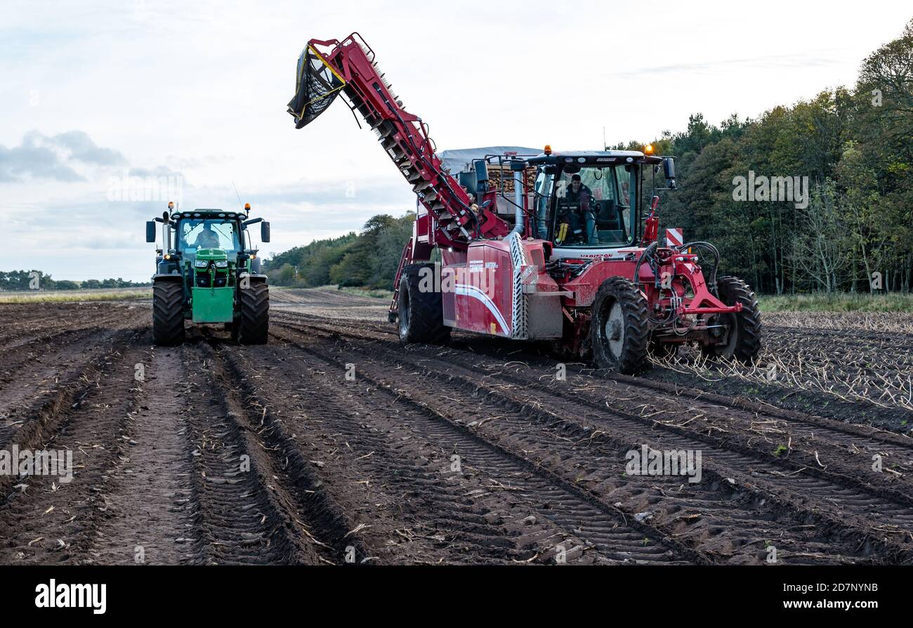 Selbstfahrender Grimme-Kartoffelernter bei der Kartoffelernte mit Traktor im Kartoffelpflanzenfeld, Luffness-Hauptfarm, East Lothian, Schottland, Großbritannien Stockfoto