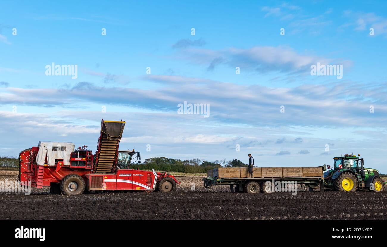 Selbstfahrender Grimme-Kartoffelernter bei der Kartoffelernte mit Kartoffelkisten auf Traktoranhänger, Luffness Mains Farm, East Lothian, Schottland, UK Stockfoto