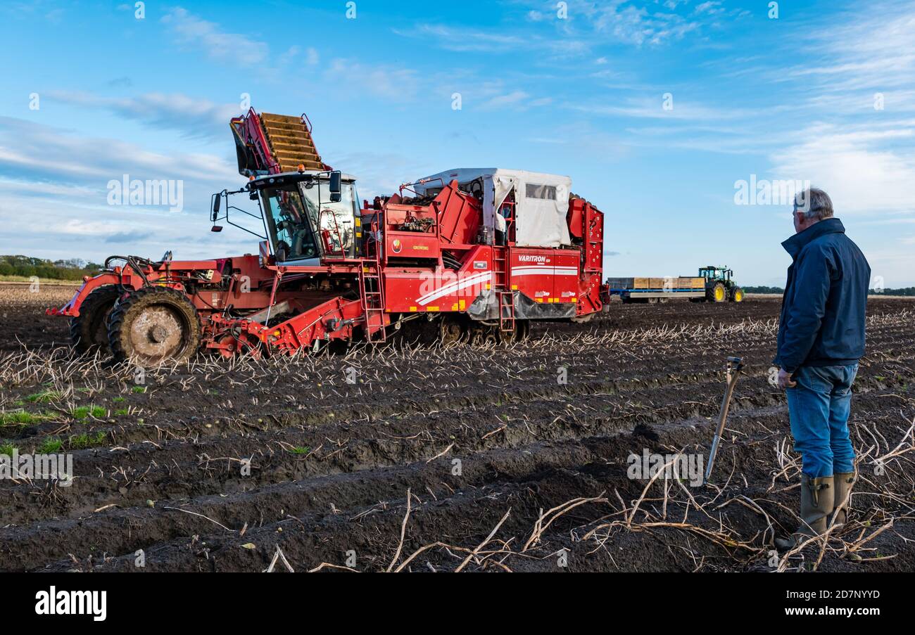 Farmmanager Geert Knottenbelt überwacht die Kartoffelernte mit einem Grimme Kartoffelerntemaschine, Luffness Hauptfarm, East Lothian, Schottland, UK Stockfoto