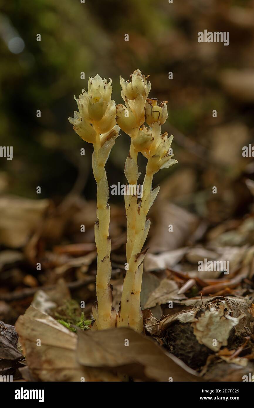 Gelbes Vogelnest, Hypopitys monotropa, blühend in Buchenwäldern, Plantage; Dorset. Stockfoto