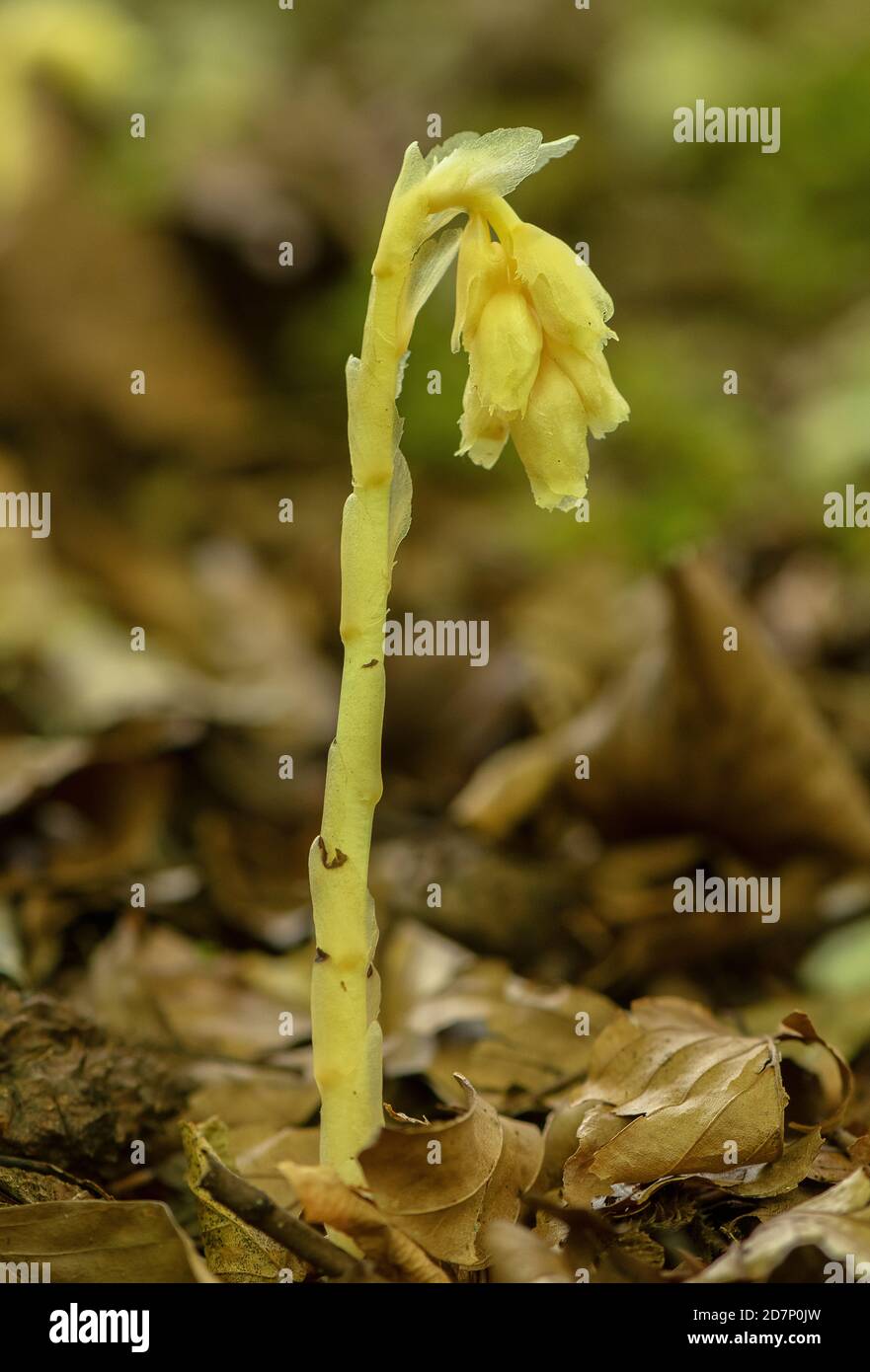 Gelbes Vogelnest, Hypopitys monotropa, blühend in Buchenwäldern, Plantage; Dorset. Stockfoto