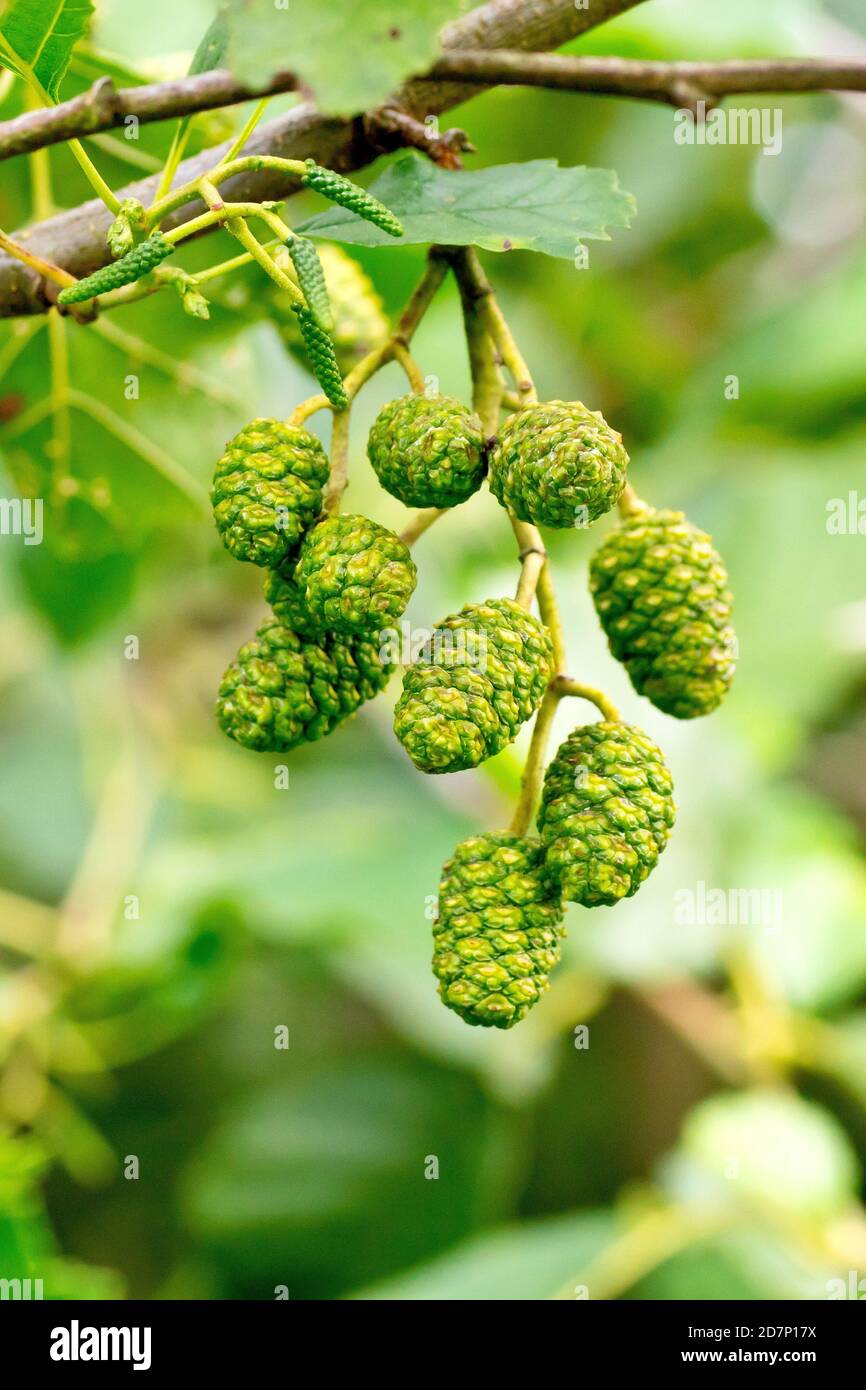 Erle (Alnus glutinosa), Nahaufnahme mit einer Gruppe unreifer Früchte oder Zapfen, die am Baum hängen. Stockfoto