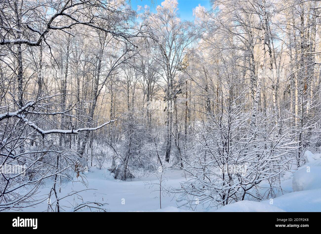 Gefrorene Birkenwald mit frischem weichem Schnee und Raureif an sonnigen Tag bedeckt mit blauer Himmel - Sonnenschein Winterlandschaft. Schneeflocken ein Stockfoto