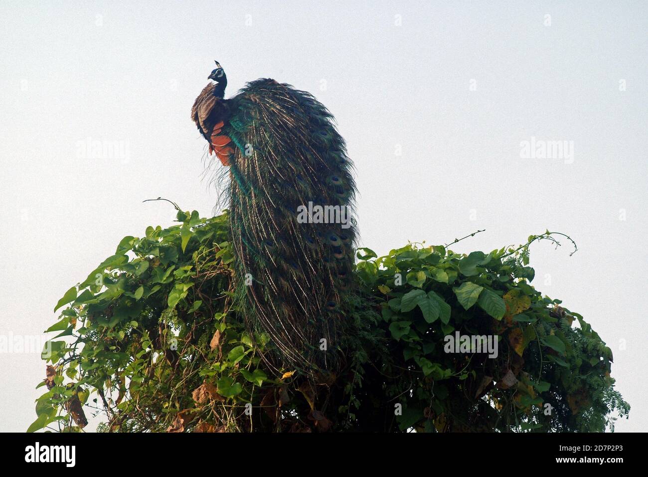 Der indische Pfau, Pavo cristatus, der National Bird of India, Jesingpura, Vadodara, Gujarat, Indien Stockfoto