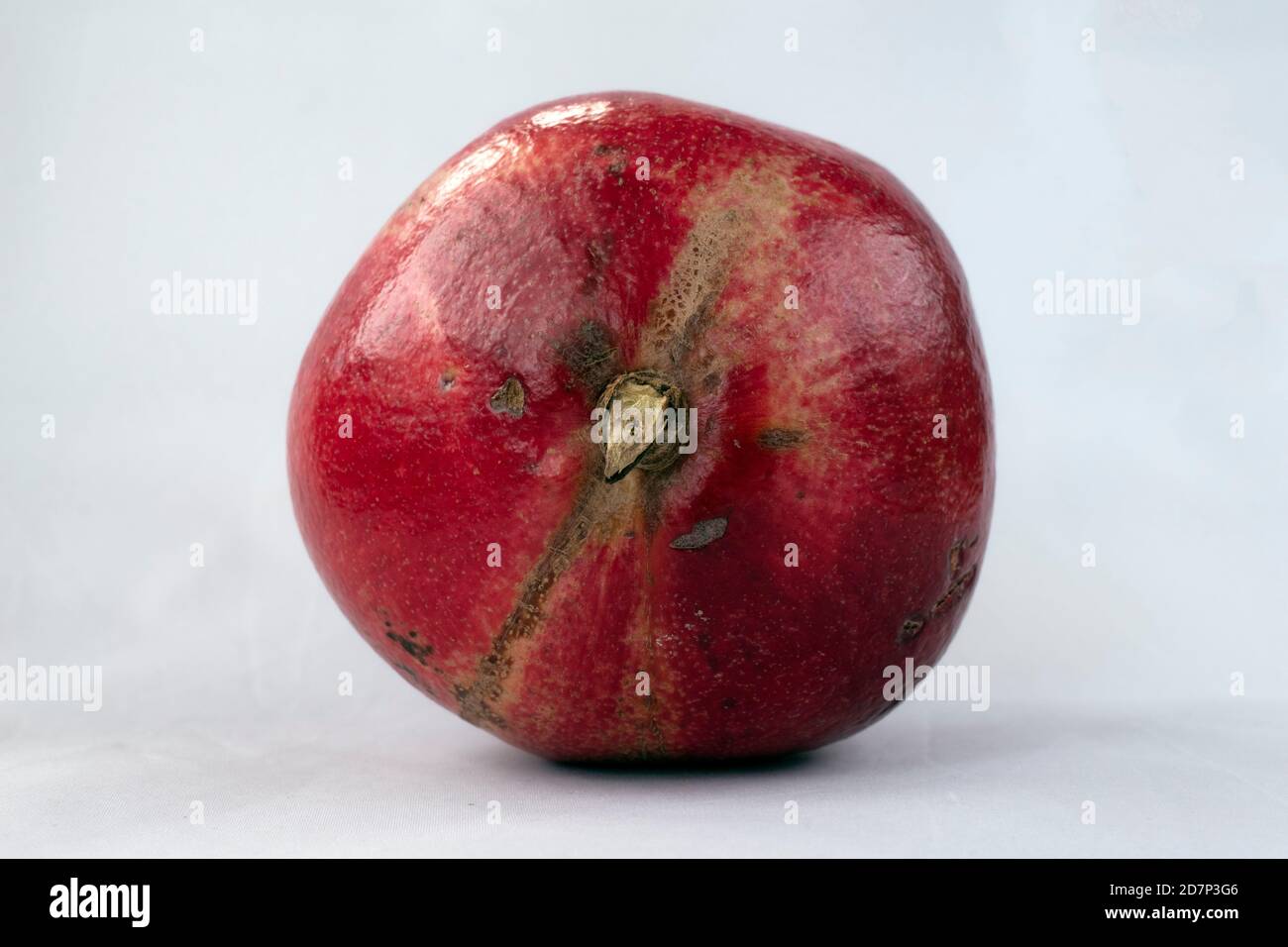 Boden einer leuchtend roten ganzen Granatapfelfrucht (Punica granatum) Isoliert auf Weiß Stockfoto