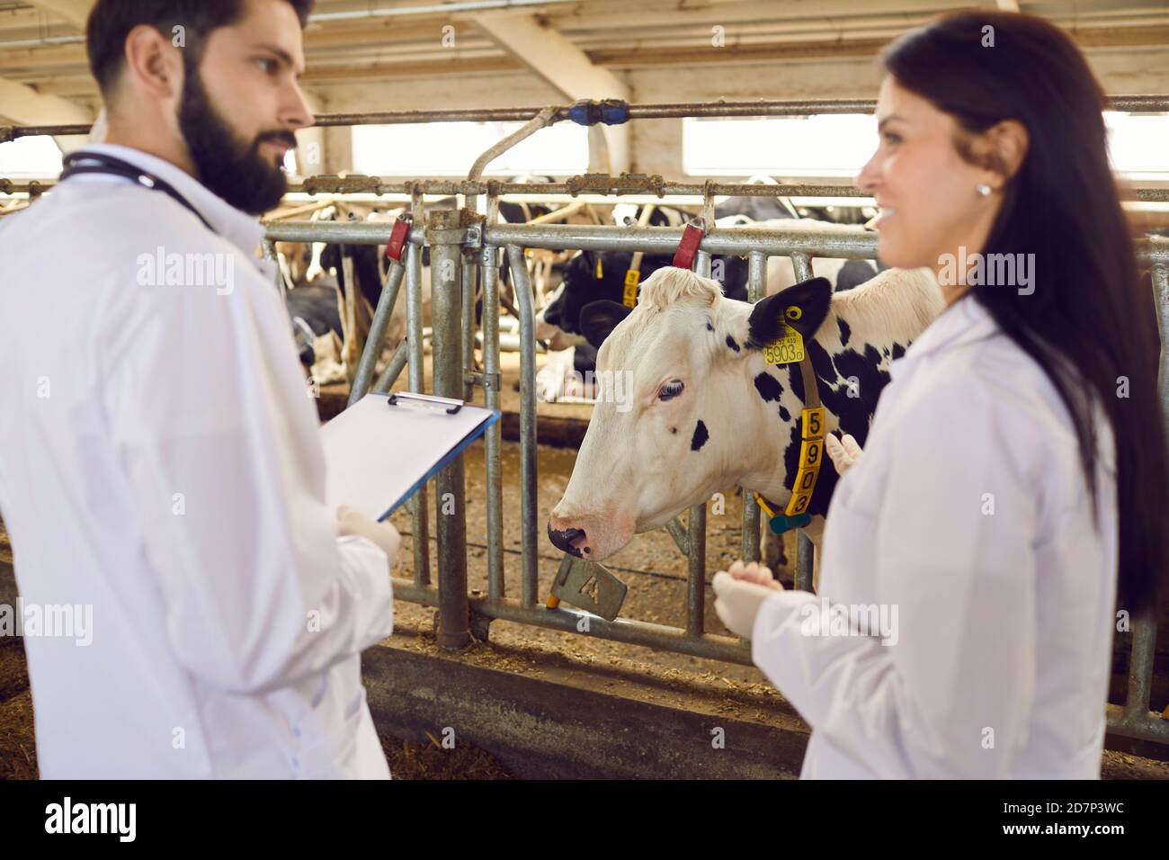 Zwei junge Tierärzte sprechen über den Hintergrund von Kühen im Stall eines Milchviehbetriebs. Stockfoto