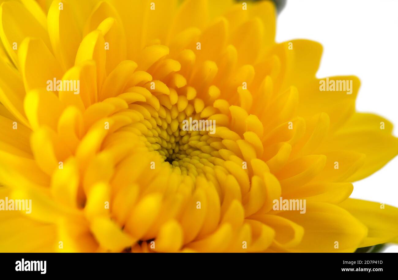 Blühende Knospe der gelben Chrysantheme aus der Nähe auf weiß Stockfoto