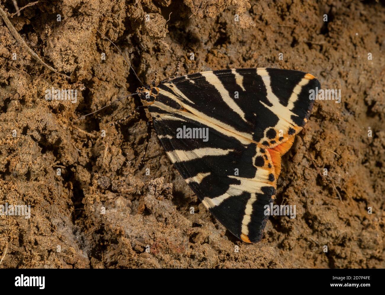 Jersey Tiger Moth, Euplagia quadripunctaria, siedelte auf dem Boden auf undercliff, West Dorset. Stockfoto