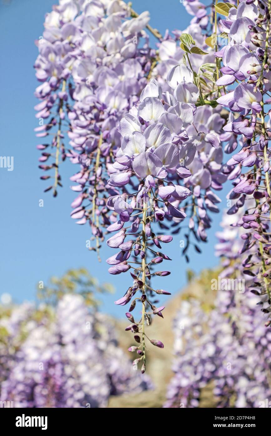 Blühende lila Glyzinie Blume auf Ästen mit blauem Himmel Stockfoto