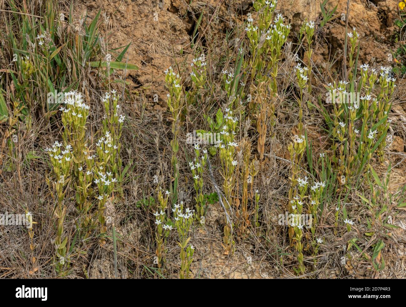 Schlanker Zentaurus, Centaurium tenuiflorum ssp. Anglicum, weiße Form an den Unterklippen von West Dorset. Sehr selten in Großbritannien. Stockfoto