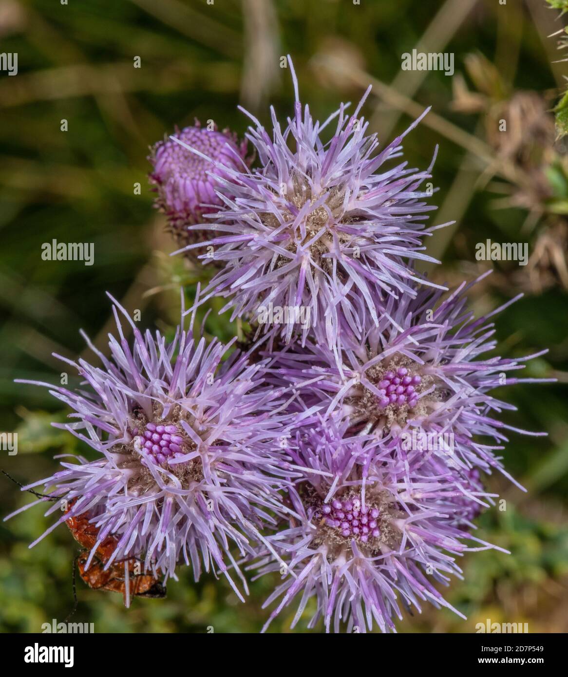 Schleichende Distel, Cirsium arvense, in voller Blüte. Weit verbreitetes Unkraut. Stockfoto