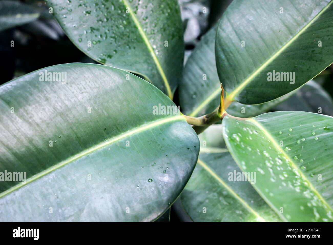 Nahaufnahme der grünen Blätter des Gummibaums (Ficus elastica) Stockfoto