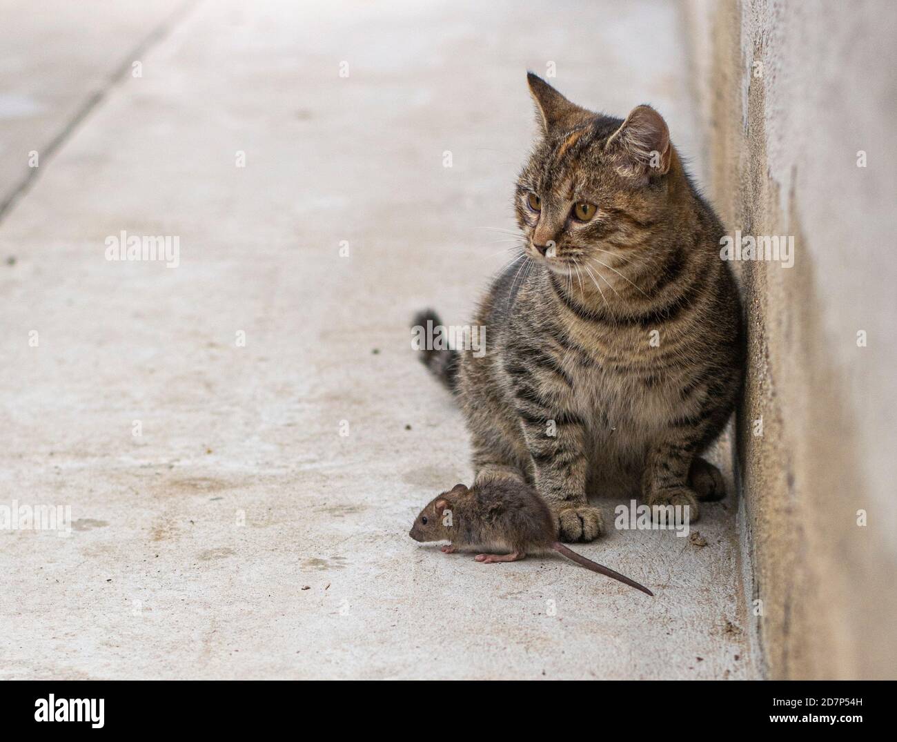 Eine Maus (Mus musculus), die vor der grau gekleideten jungen Katze steht. Graue Katze mit der Maus. Betonhof im Hintergrund. Stockfoto