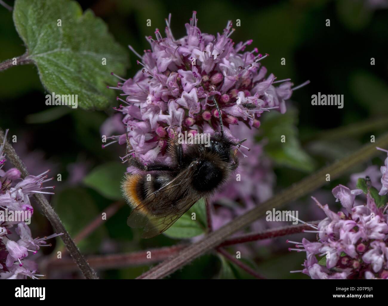 Männliche Rotschwanzkuckuckbiene, Bombus rupestris, Fütterung von Majoran-Blüten; sozialer Parasit auf Rotschwanzbumblebee. Stockfoto