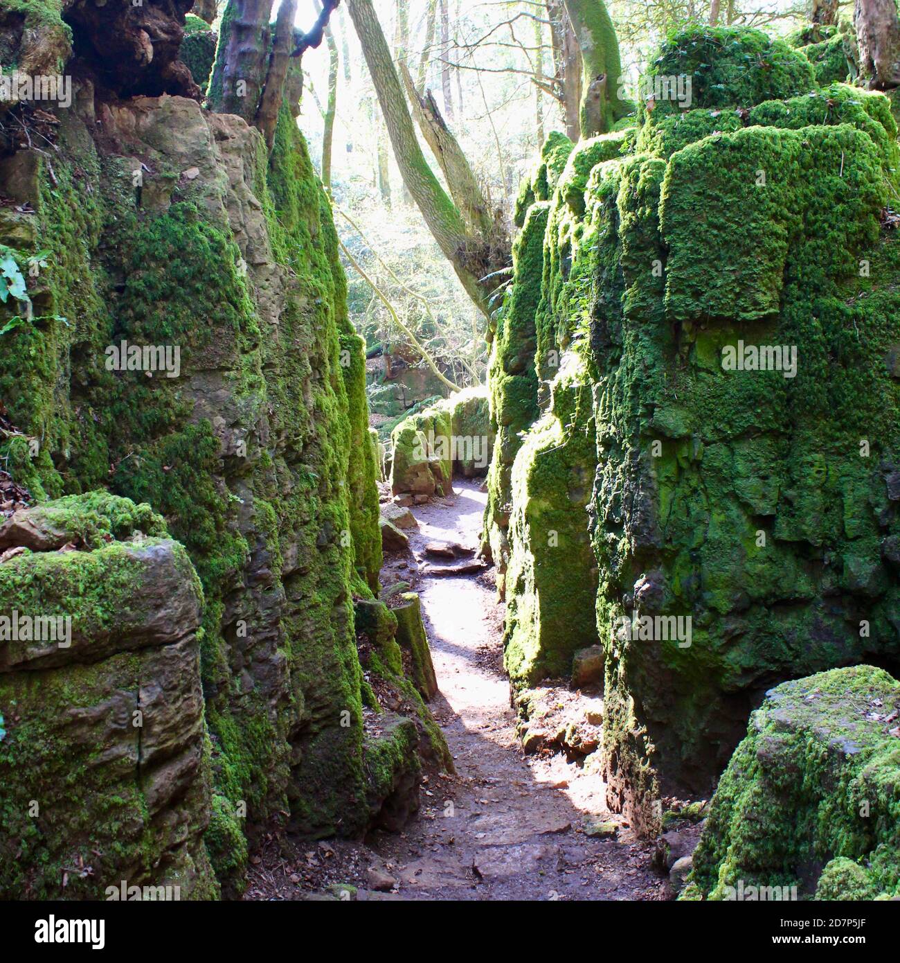 Moos bedeckte geheime Gänge in Puzzlewood, Forest of Dean. Ein bezaubernder, uralter Wald, gefüllt mit fantastischen Baum- und Felsformationen. Stockfoto