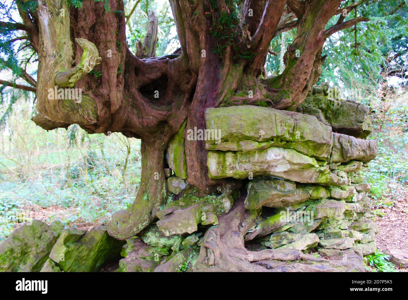 In der Nähe der Dvils's Pulpit im Wye Valley gräbt sich der alte Eibenbaum durch Kalkstein. Stockfoto