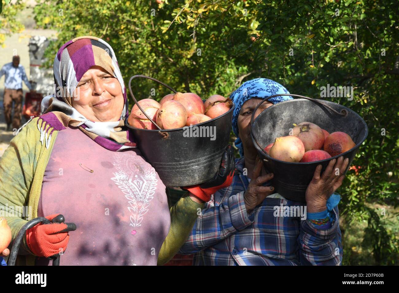 Tunis, Tunesien. Okt. 2020. Die Menschen zeigen geerntete Granatäpfel in einem Obstgarten in der Provinz Beja, Tunesien, 24. Oktober 2020. Der lokale Granatapfel reift jedes Jahr im Oktober und ist berühmt für seine große Größe und seine weichen Samen. Quelle: Adel Ezzine/Xinhua/Alamy Live News Stockfoto