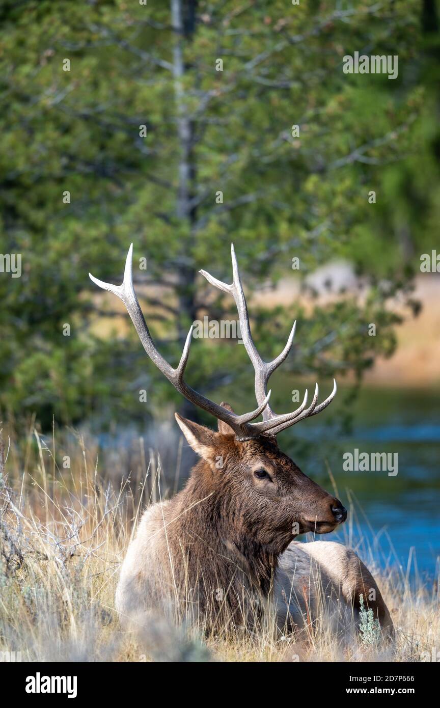 Bullenelch ruht an einem Fluss im Yellowstone National Park. Stockfoto
