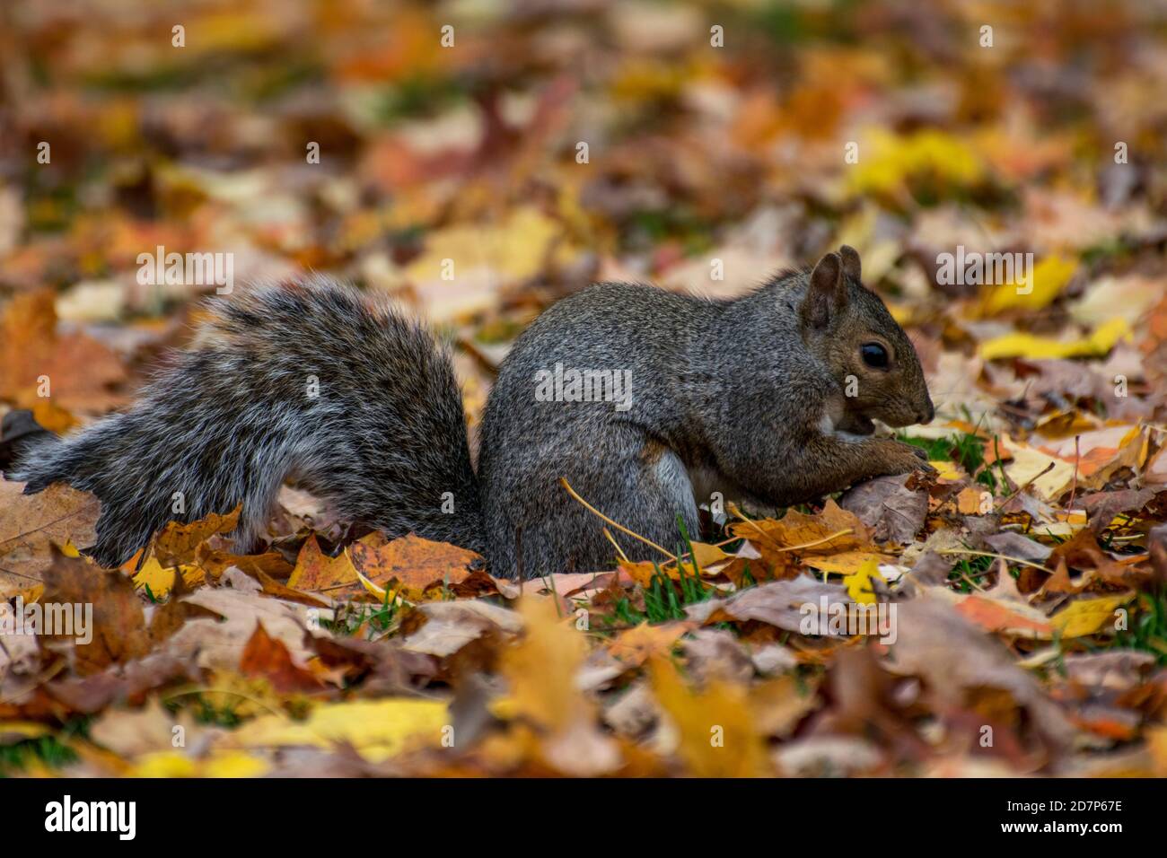 Ein Ostgraues Eichhörnchen, das in Blättern gräbt Stockfoto