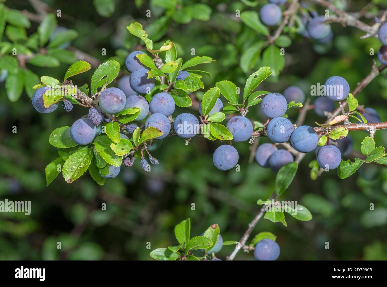 Reife Schlehe, auf Schwarzthorn, Prunus spinosa, im Spätsommer Hecken. Stockfoto
